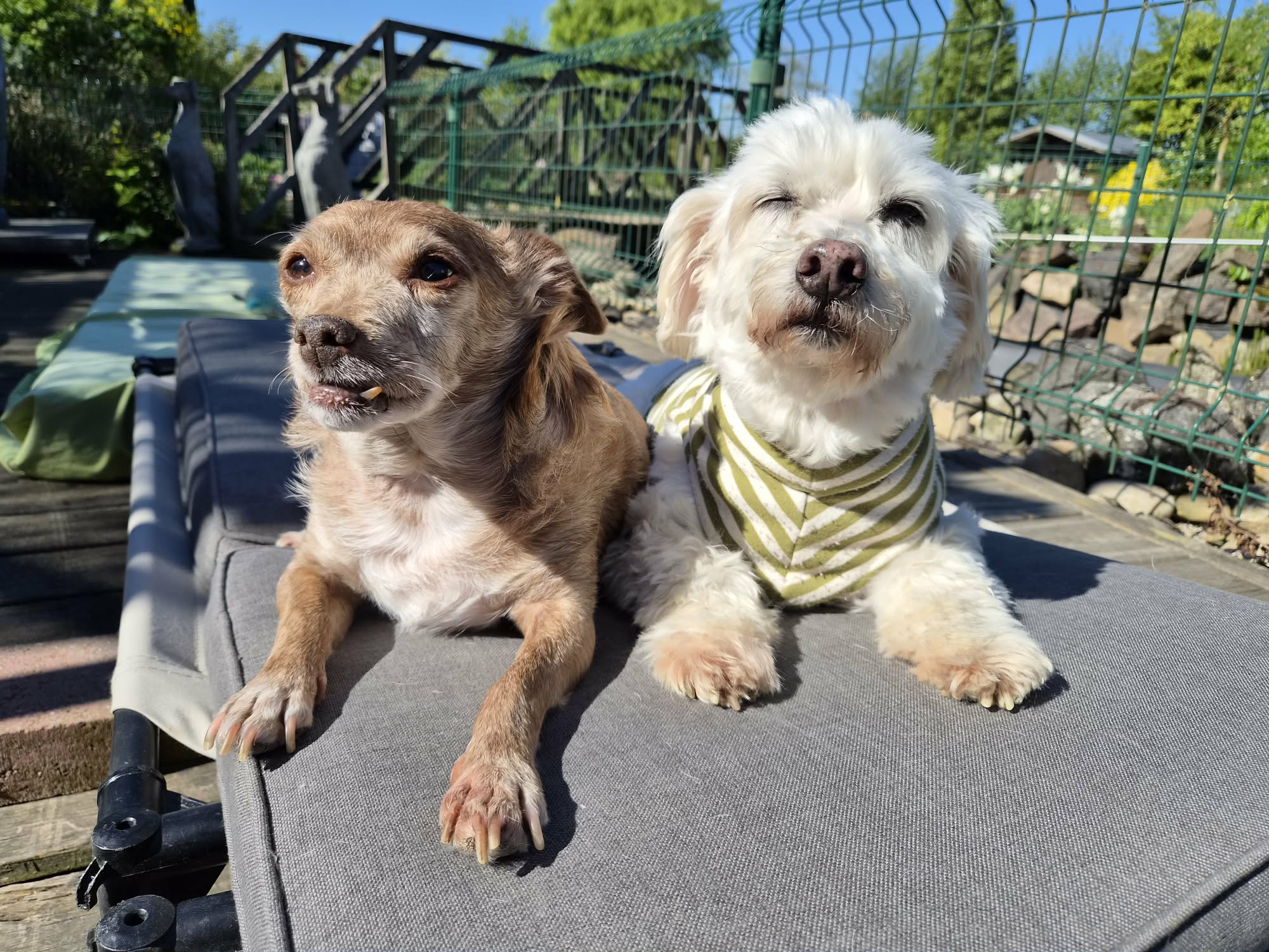 Buck en Fons liggen samen in de zon